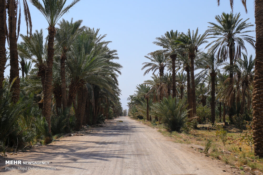 3 Days in Al-Ahsa Oasis