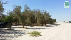 منتزه الاحساء الوطني